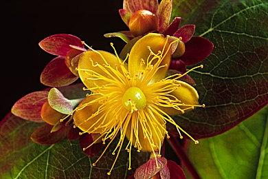 《星战亡命之徒》Steam在线人数峰值800人 真惨不忍睹